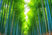 ���������� ��� - �����