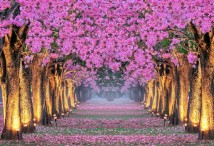Тур на цветение Сакуры в Японию