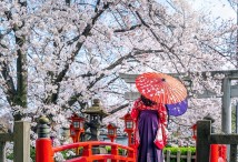 Цветение Сакуры в Киото