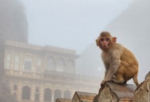 �������� ����������� � ����������