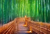 Бамбуковый лес - Киото