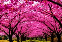 Цветущий сливовый сад