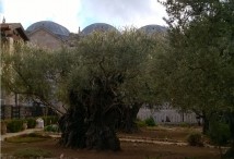 ������� - ������������ ���